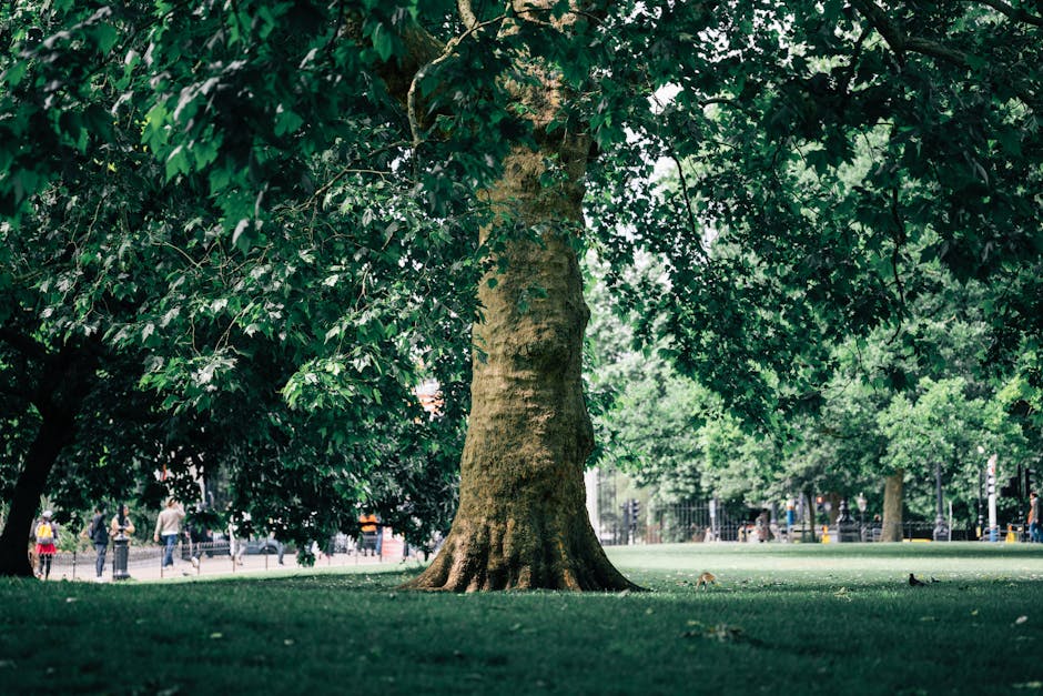 A large mature tree with a textured, sturdy trunk and a broad canopy of vibrant green leaves stands prominently in a grassy park. The lawn around the tree is well-maintained, with neatly trimmed grass